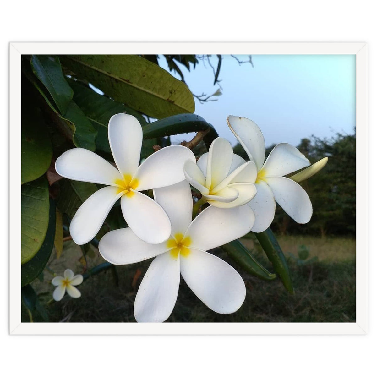 Frangipani