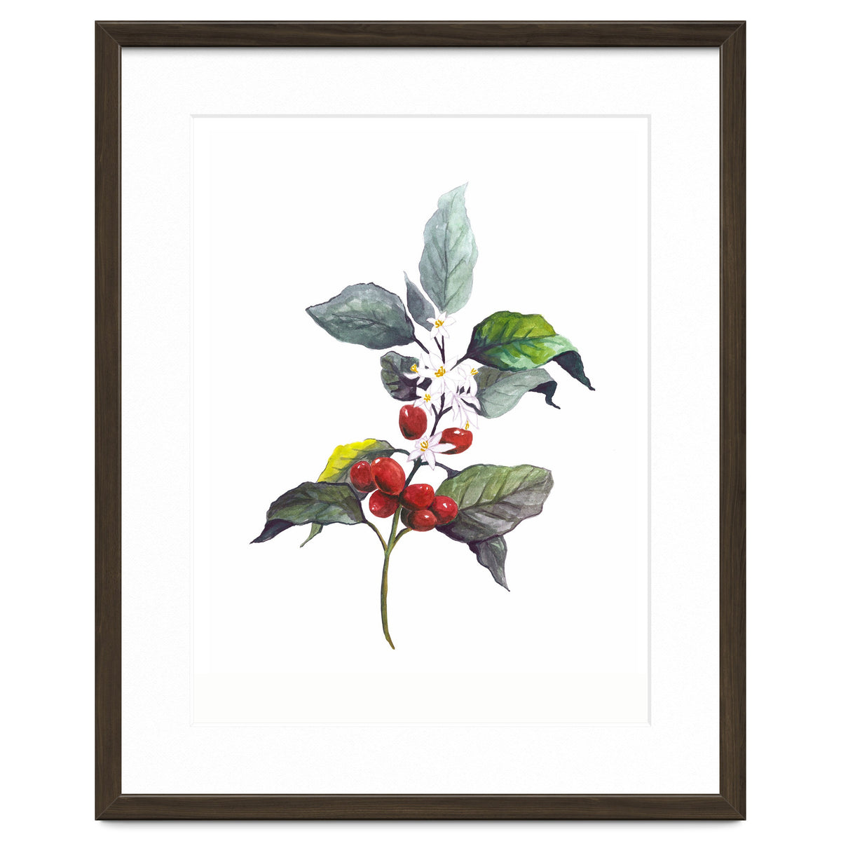 1 Botanical Illustration Kaffee Pflanze