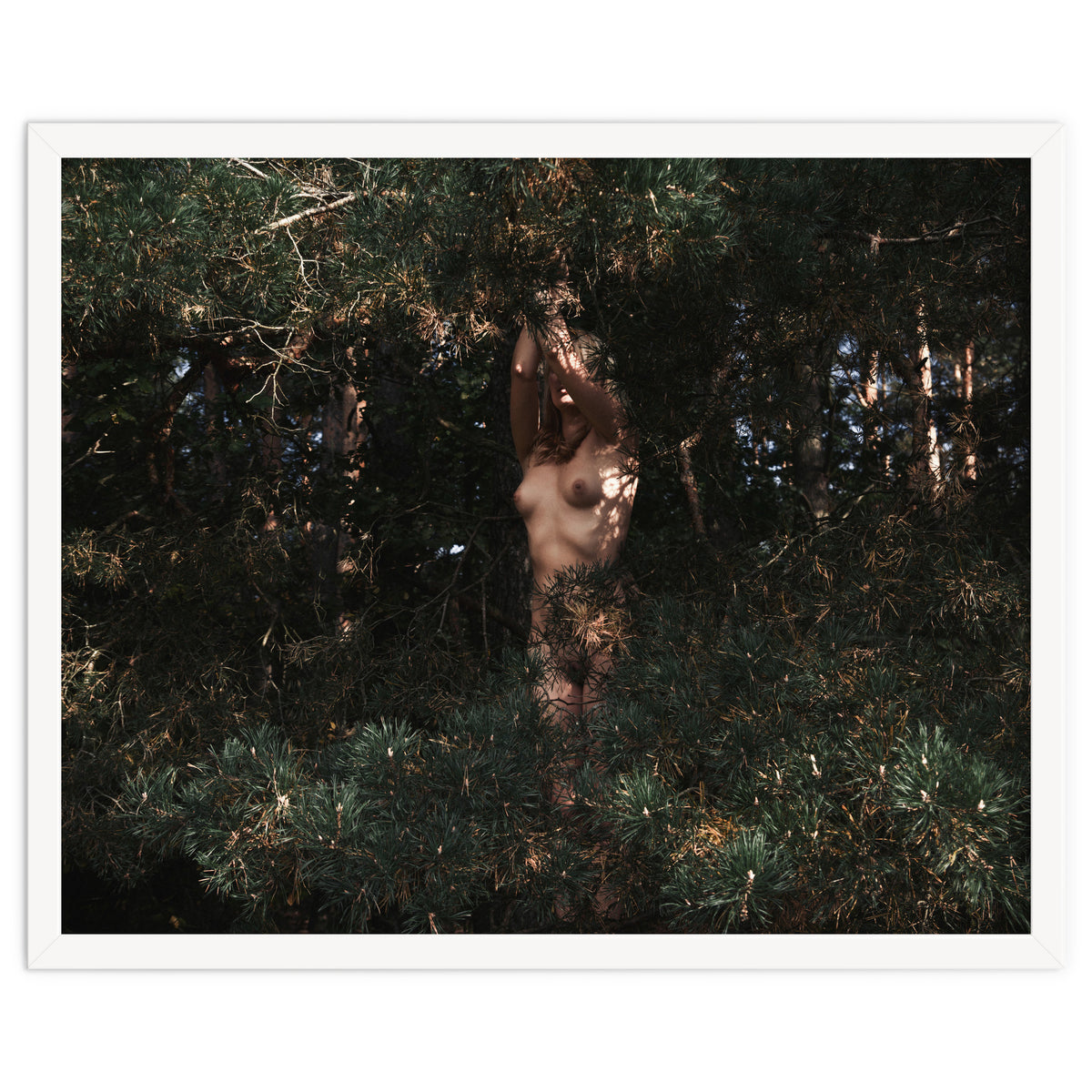 The Eyes of the Forest