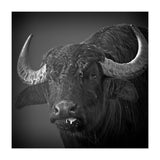 Water buffalo (Print Only) thumbnail