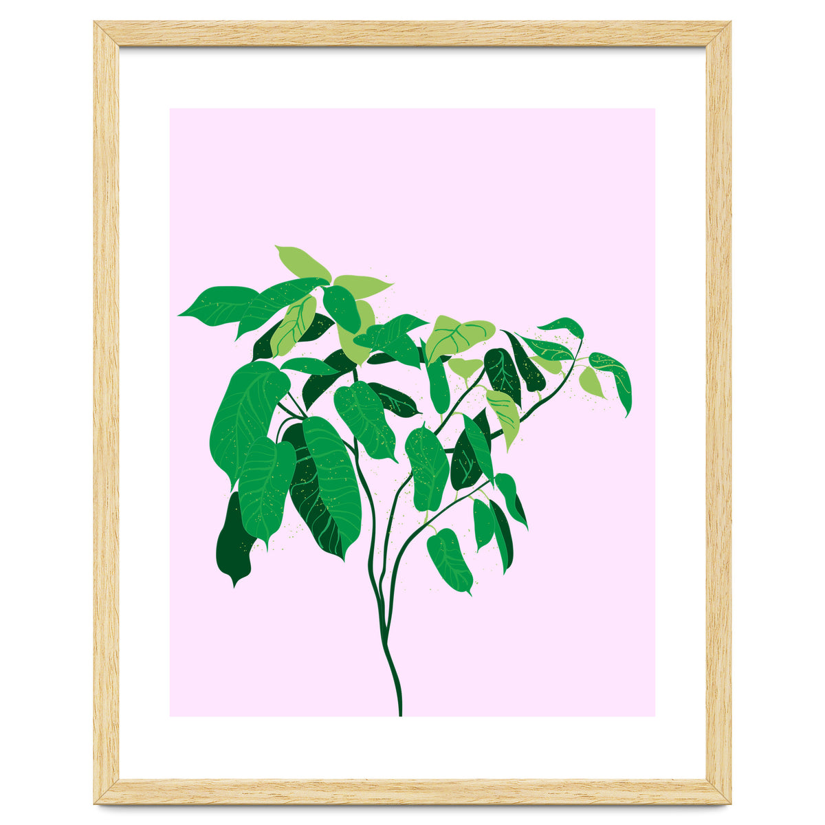 Ficus on Pink Background