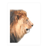 Lion Profile (Print Only) thumbnail