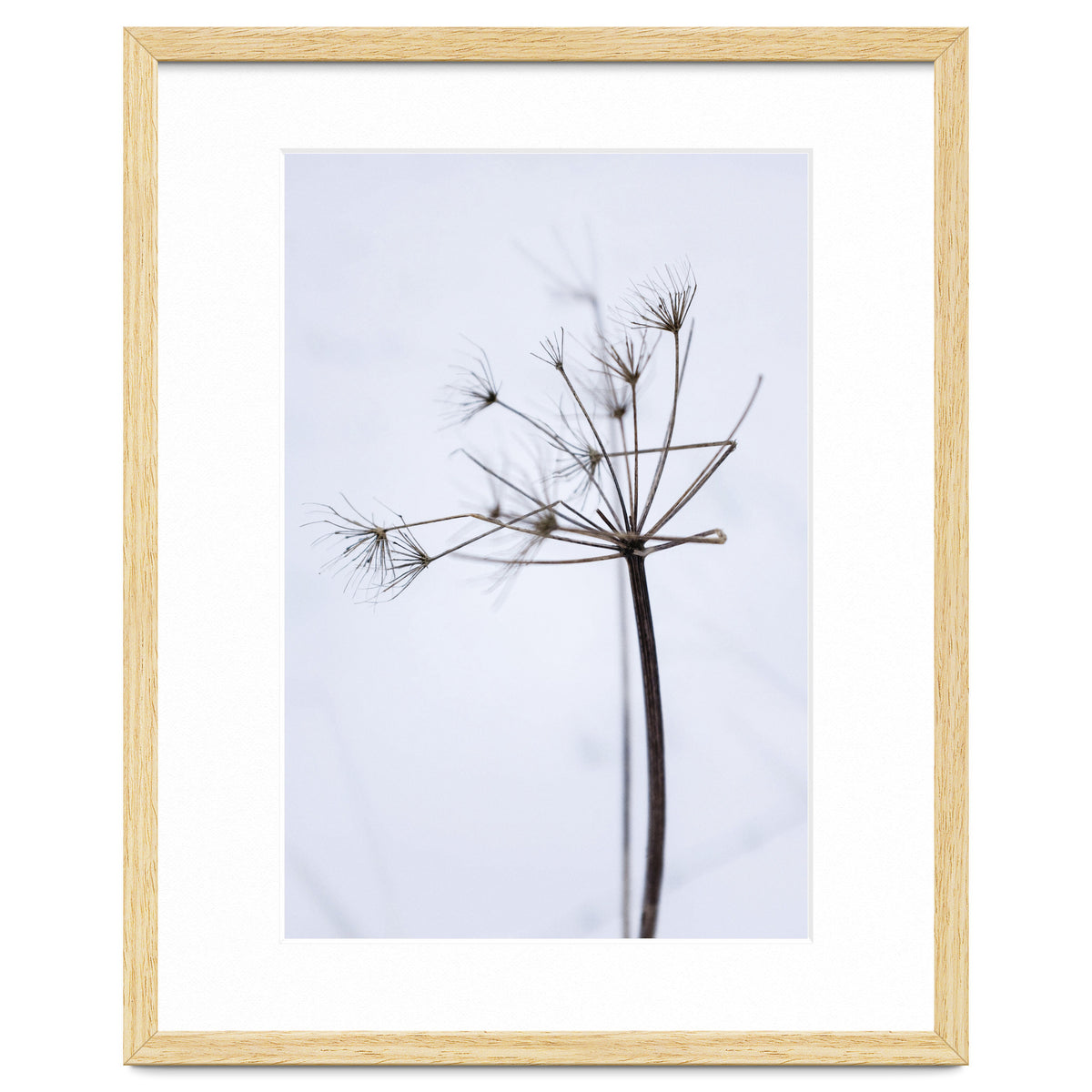 Wildflower in Winter