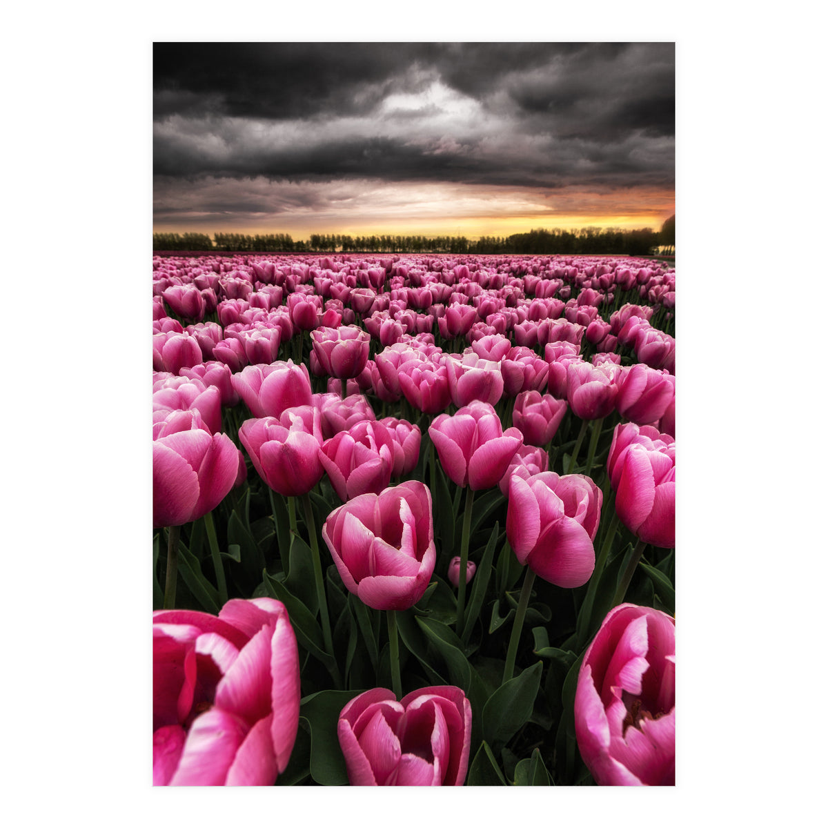 Spring Palette (Print Only)