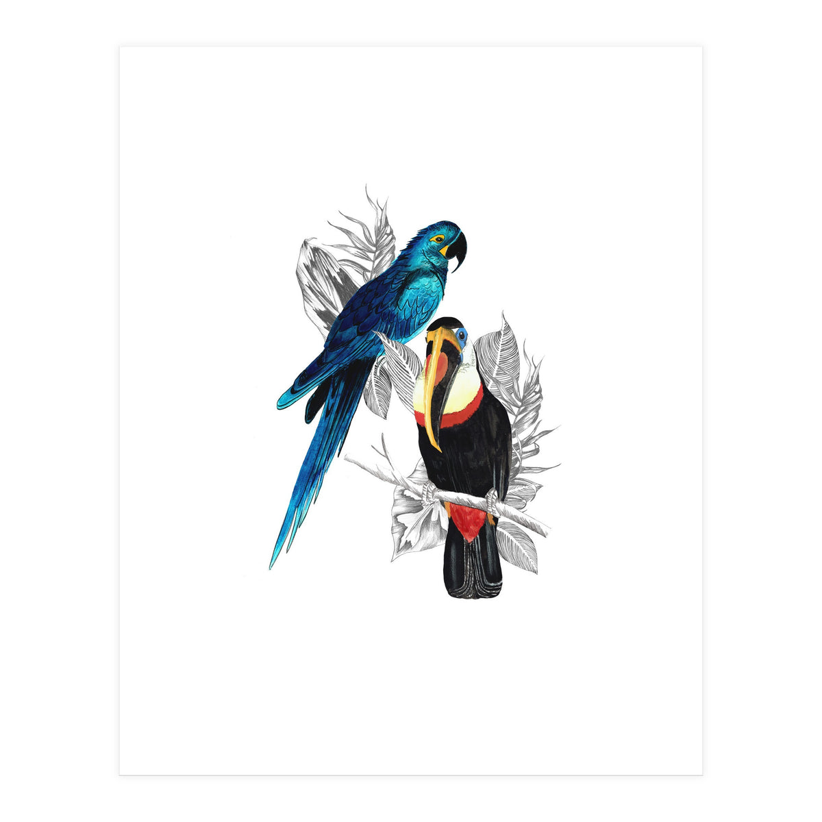 The Toucan and the Parrot (Print Only)