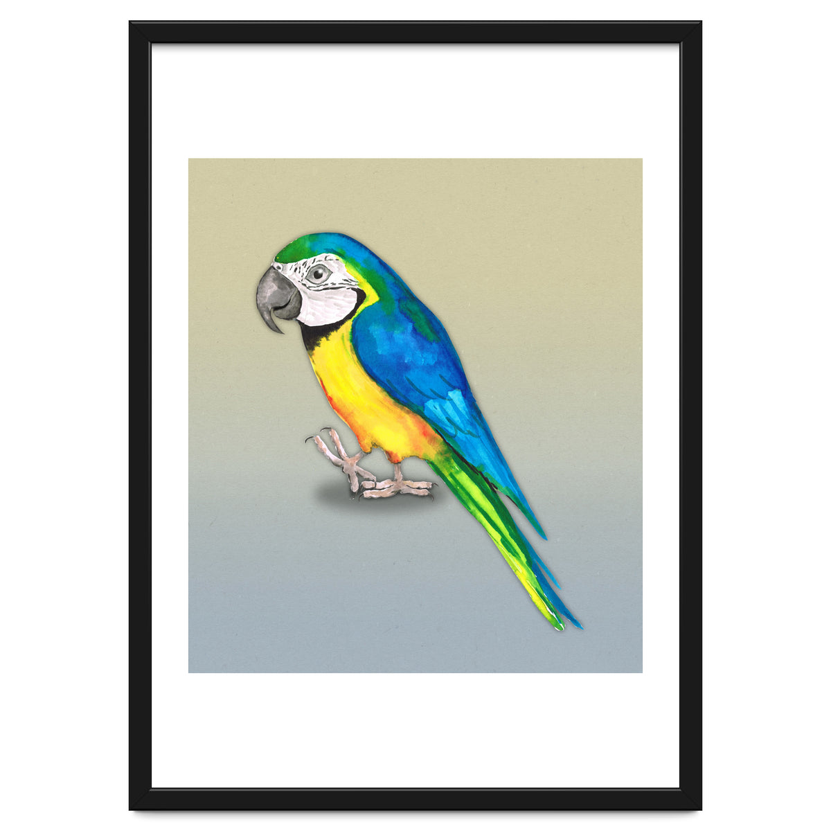 Blue and yellow macaw