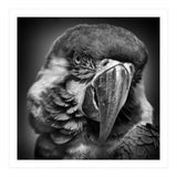 Macaw (Print Only) thumbnail