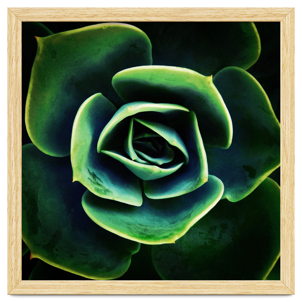 DARKSIDE OF SUCCULENTS XIV