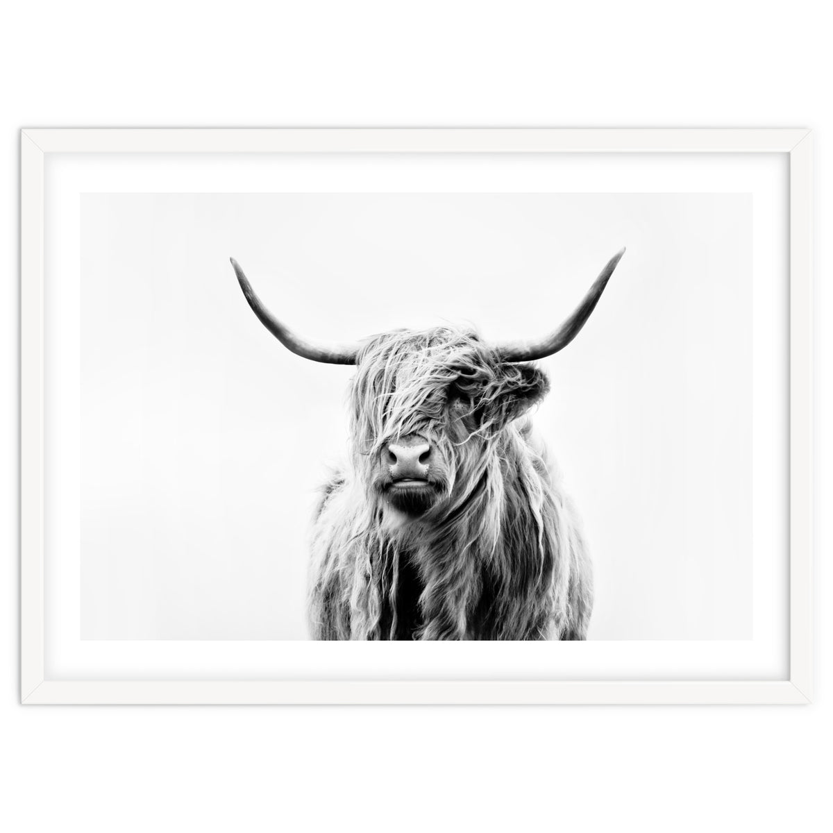 Portrait of a Highland Cow II