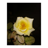 Yellow Rose (Print Only) thumbnail