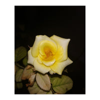 Yellow Rose (Print Only)