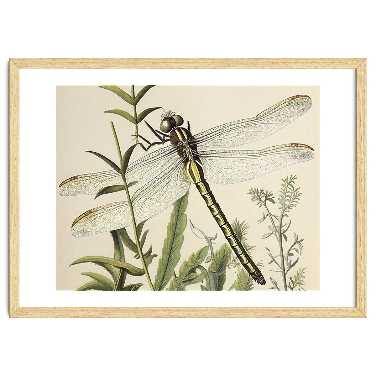 Dragonfly Vintage Illustration