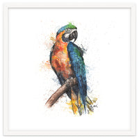 Parrot - Wildlife Collection