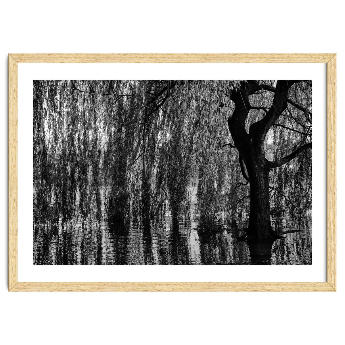 Weeping Willow