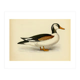 Vintage Duck Painting (Print Only) thumbnail