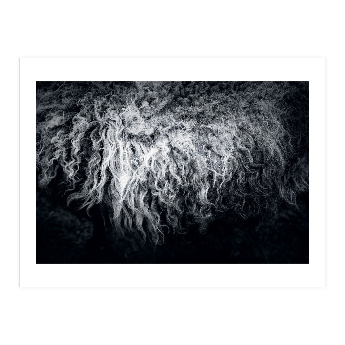 the sheep (Print Only)