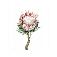 Protea (Print Only)