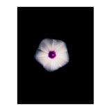 White Flora (Print Only) thumbnail
