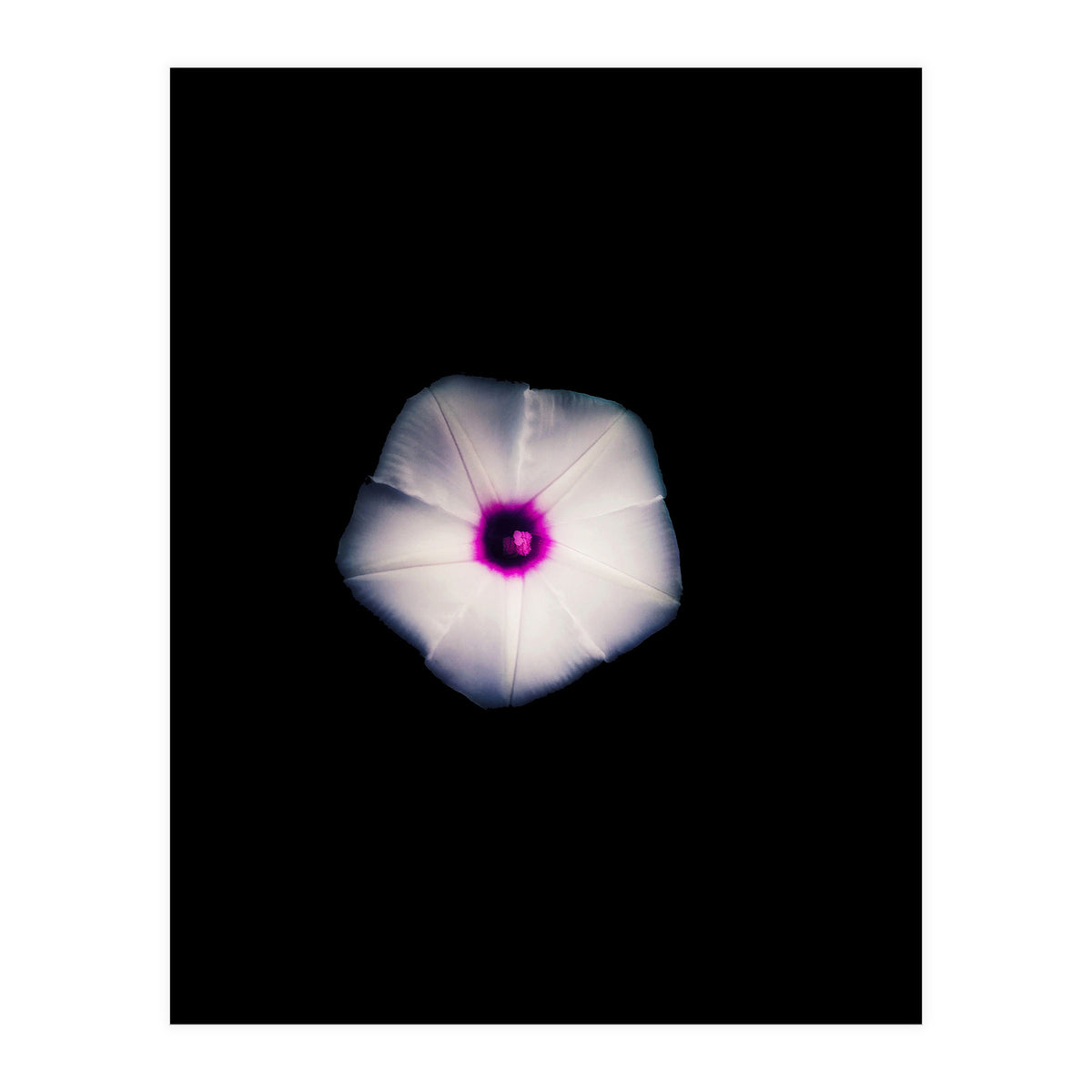 White Flora (Print Only)