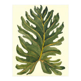 Monstera (Print Only) thumbnail