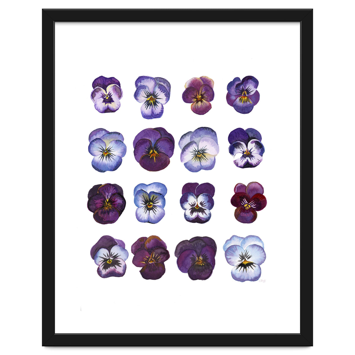 A Watercolour Study Of Violas