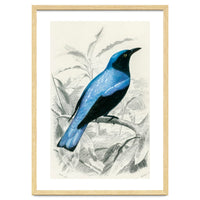 Square-tailed drongo illustrated