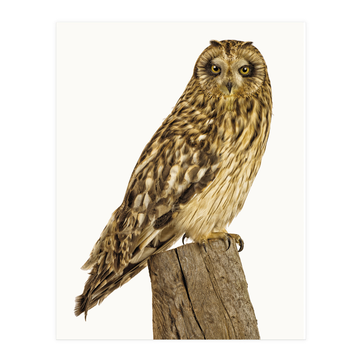 Cc Birds 01 (Print Only)