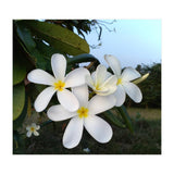 Frangipani (Print Only) thumbnail