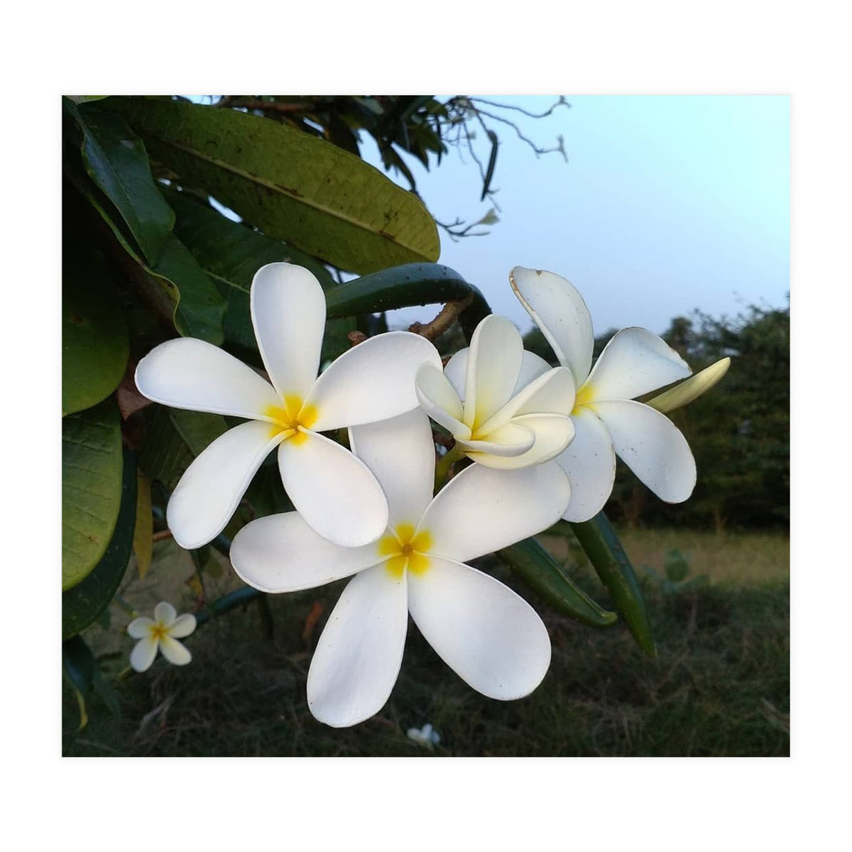 Frangipani (Print Only)