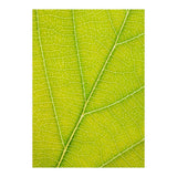 Autumn Leaf (Print Only) thumbnail