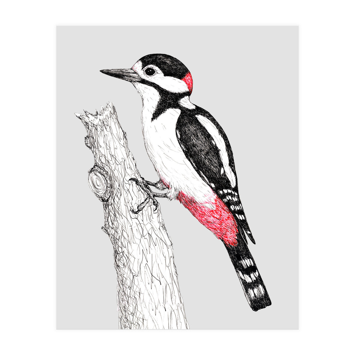 Great spotted woodpecker (Print Only)