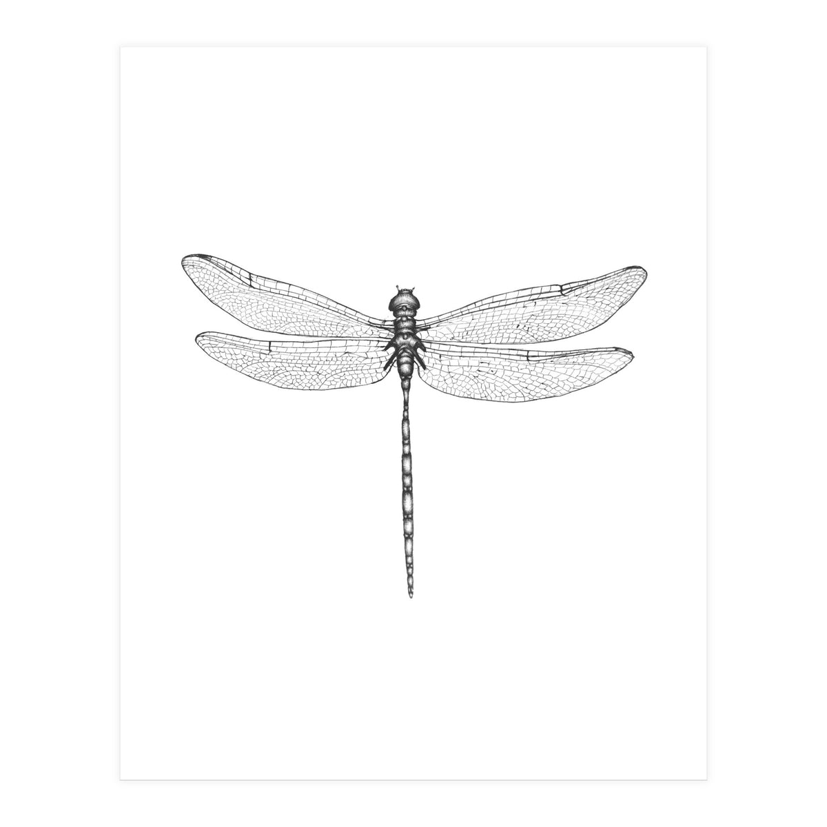 Dragonfly Wings (Print Only)