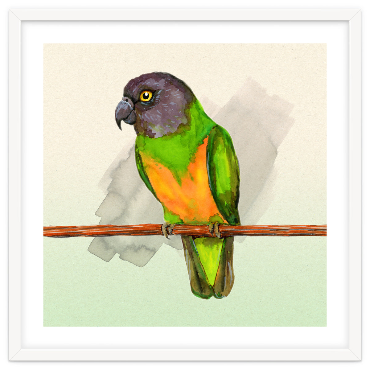 Senegal parrot watercolor