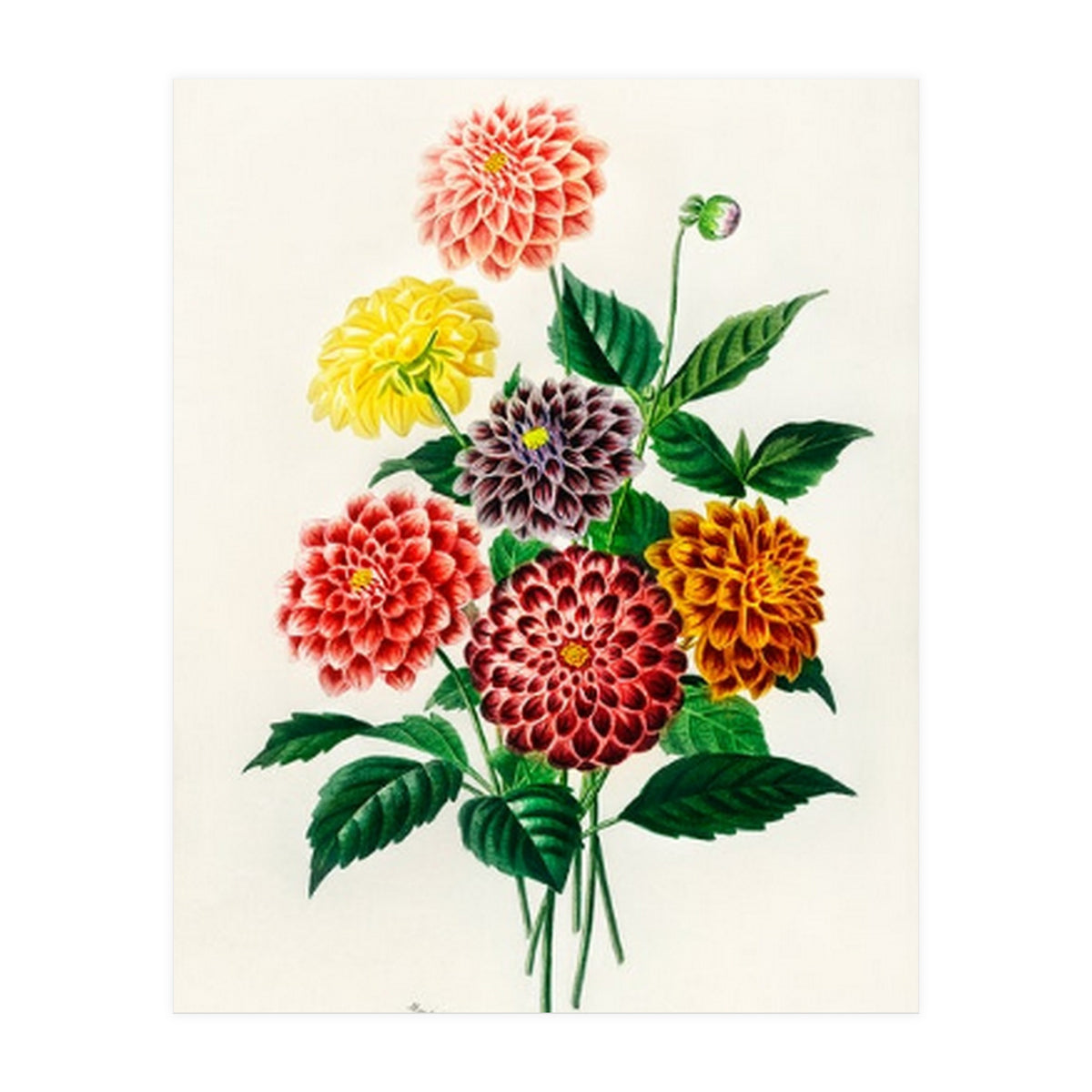 Dahlia illustrated (Print Only)