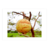 Cosmic (Print Only) thumbnail