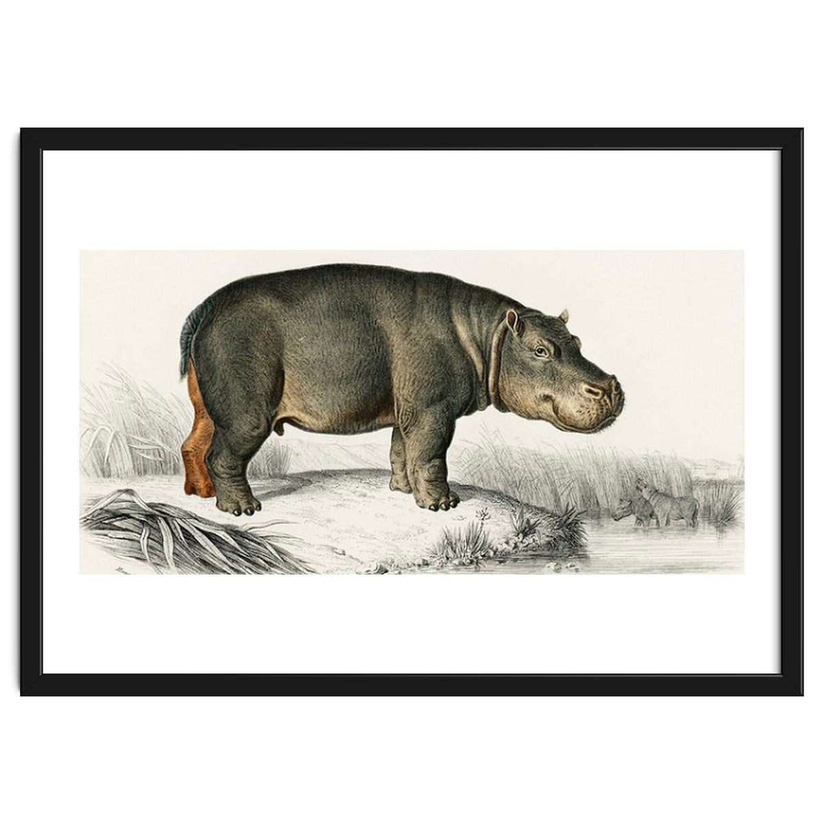 Hippopotamus illustrated