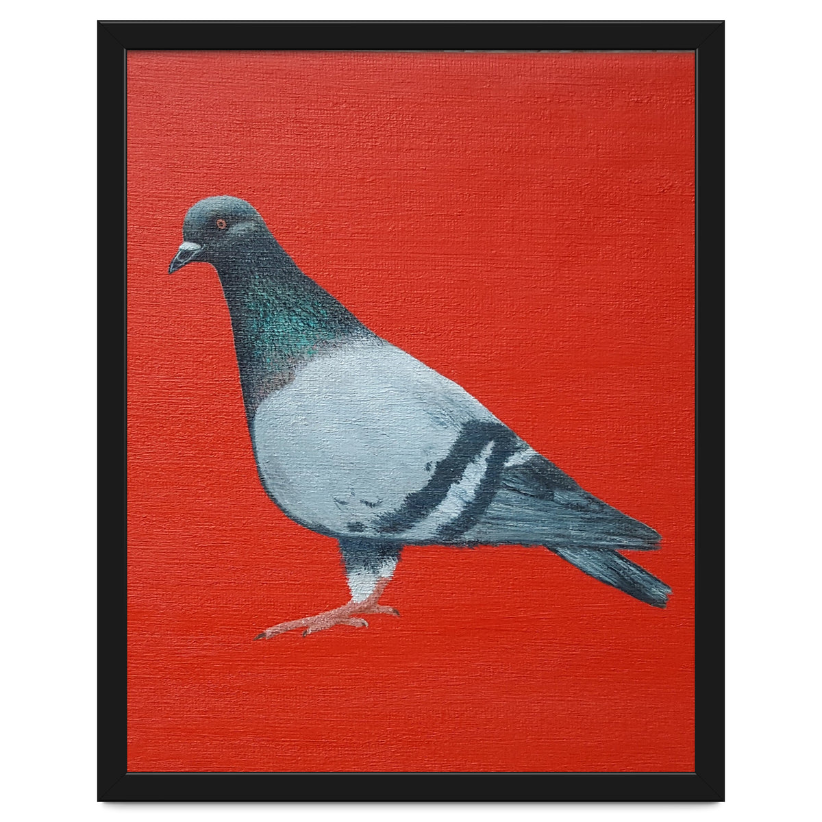 Pigeon