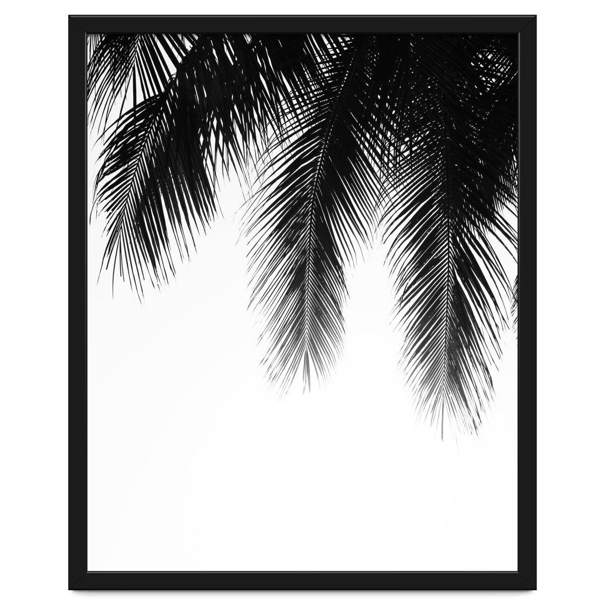 Palm leaves