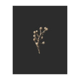 Gold Drops Botanicals (Print Only) thumbnail