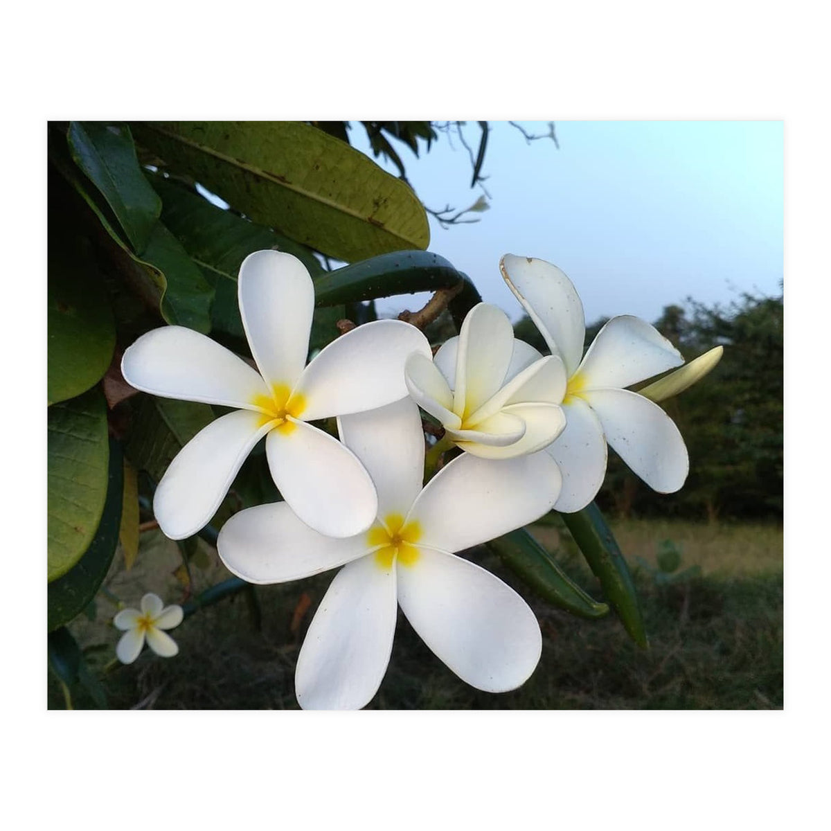 Frangipani (Print Only)