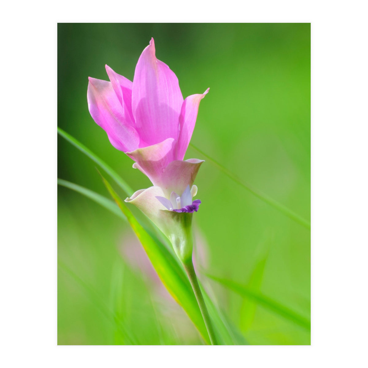 Nature 4000x6000 (12) (Print Only)