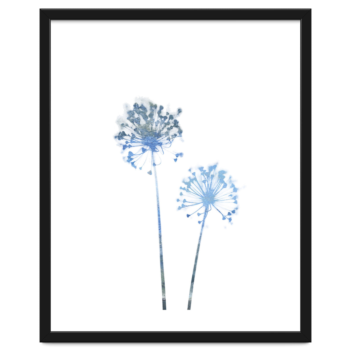 Blue Dandelion