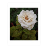 Fabulous White Rose Garden (Print Only) thumbnail