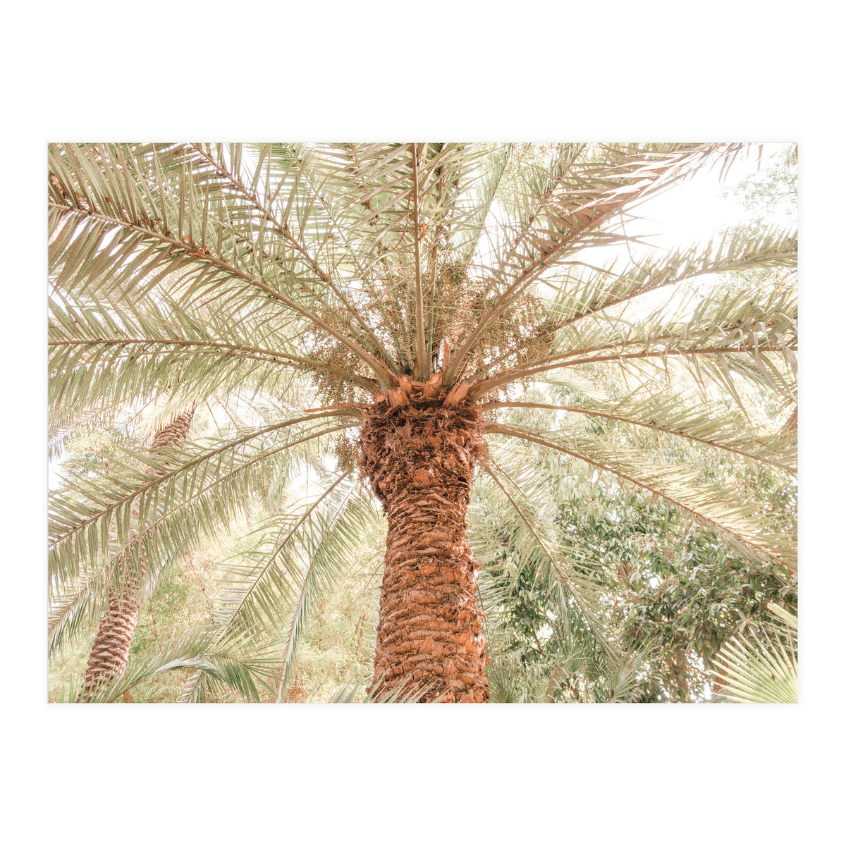 Tropical Palm Tree (Print Only)