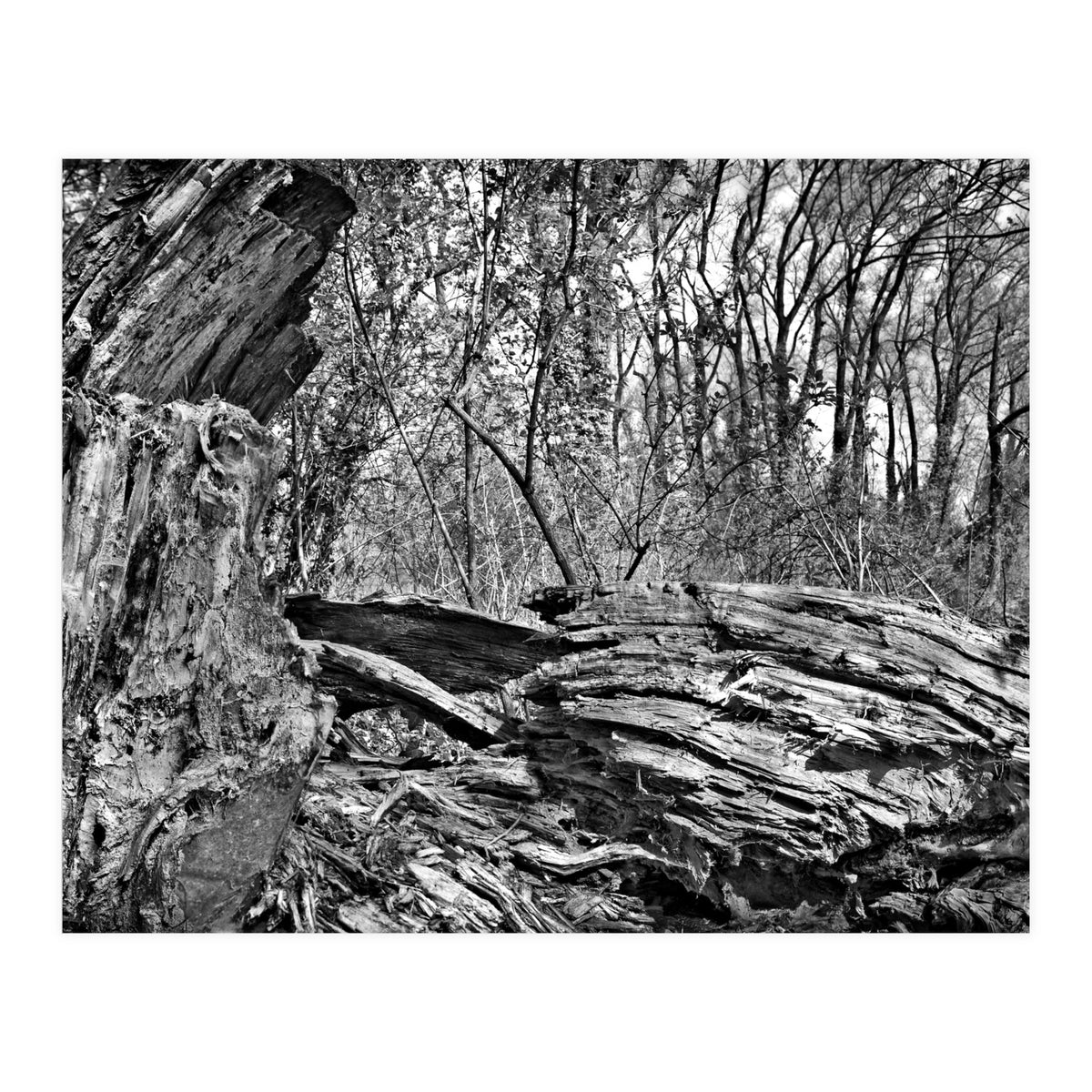 Rotten wood (Print Only)
