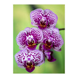 Orchidee Flower (Print Only) thumbnail