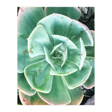 68 (Print Only) thumbnail