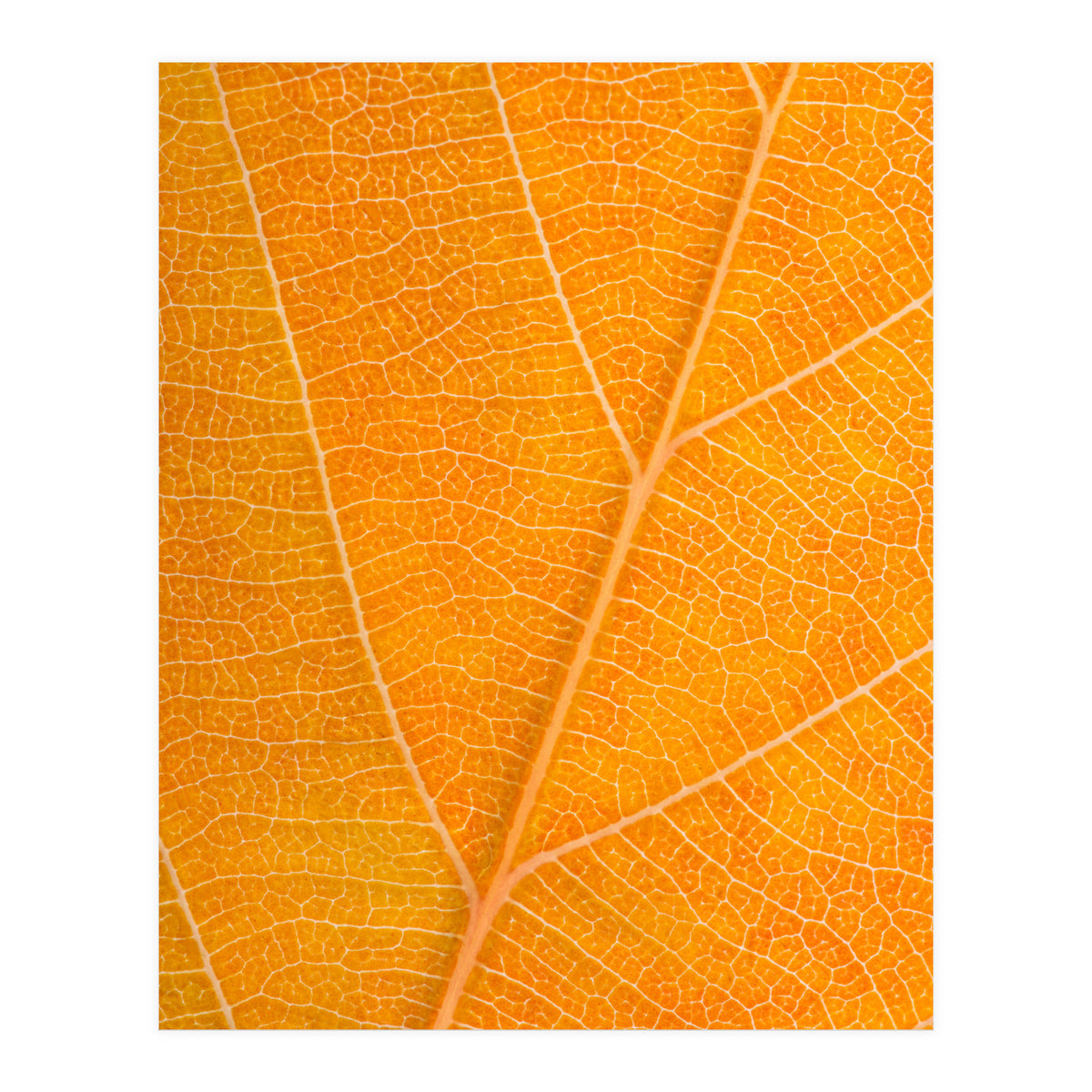 Autumn Leaf (Print Only)