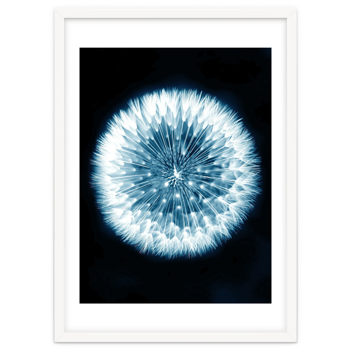 Taraxacum Officinale