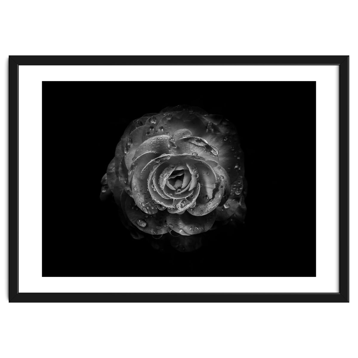 Backyard Flowers In Black And White No 64